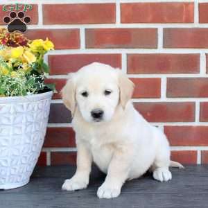 Tillie - Image 3