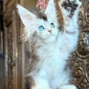 Maine coon kittens