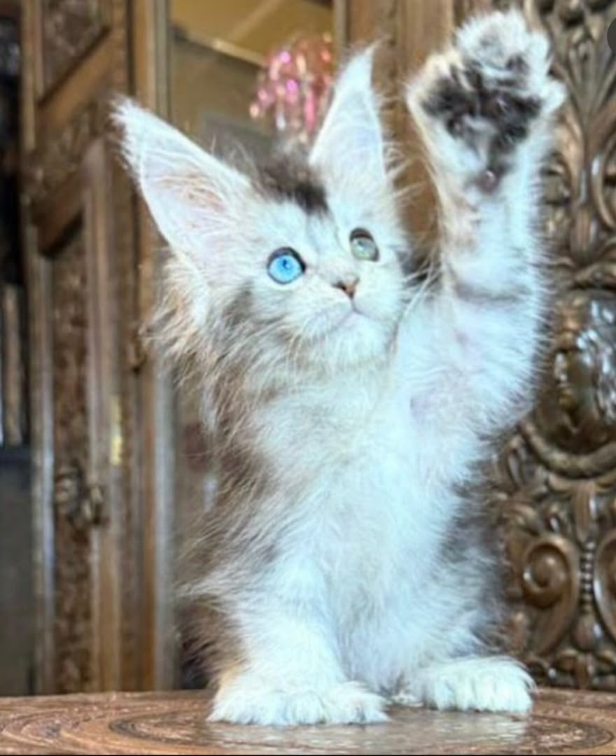 Maine coon kittens