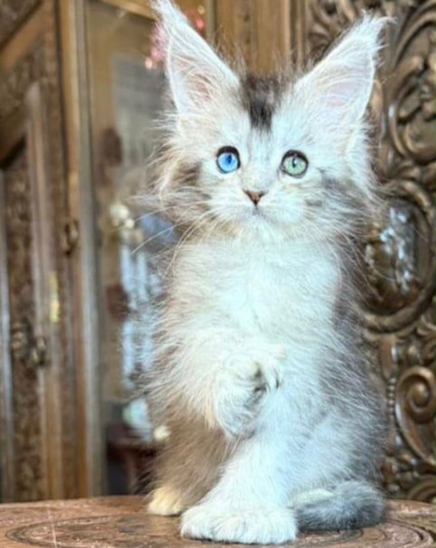 Maine coon kittens - Image 2