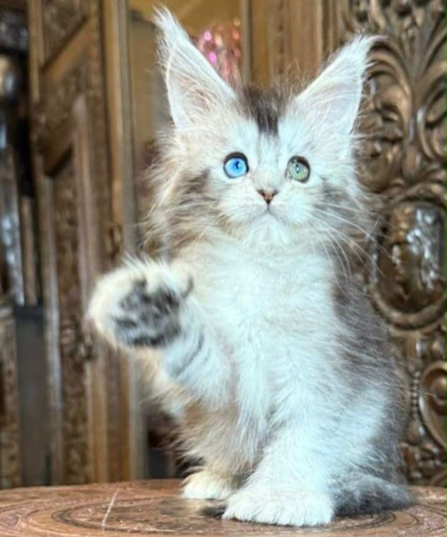 Maine coon kittens - Image 3